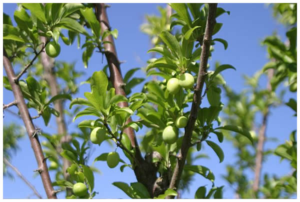 green Santa Rosa plums