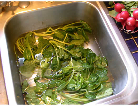 greens in a basin of water