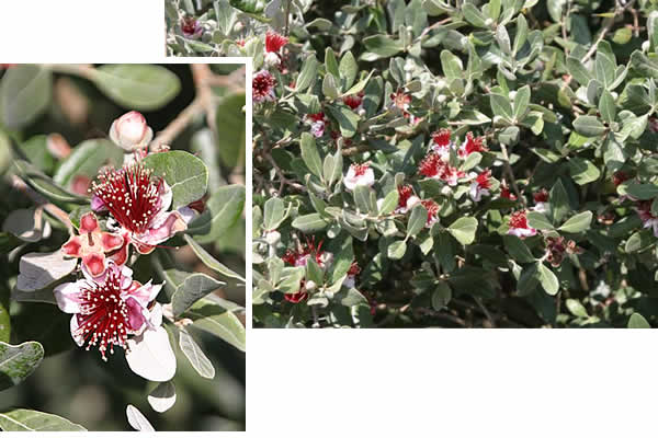 Pineapple Guavas in bloom