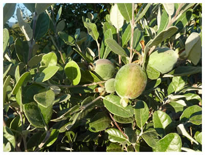 Pineapple guavas on the bush