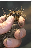 a handful of soil