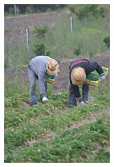 workers hand-picking strawberries