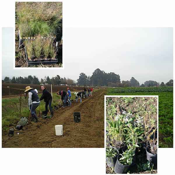 Montessori Wavecrest hedgerow planting