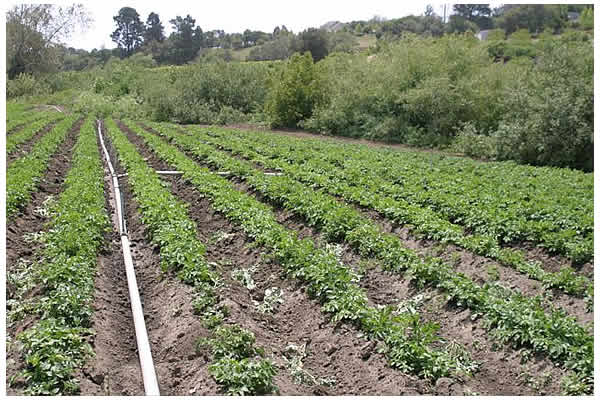 hilled potato field