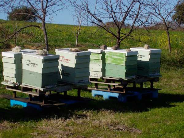 Honeybee Hives