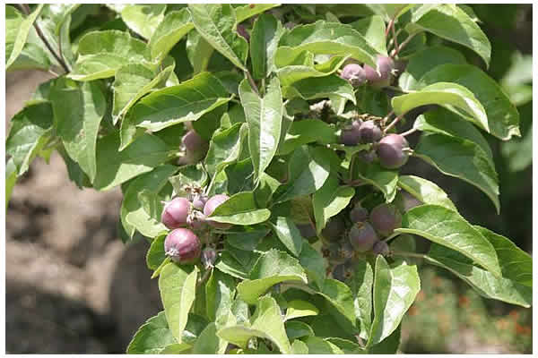 immature apples