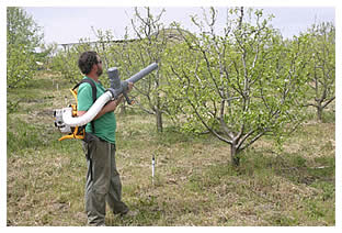 Jeff blowing pollen onto Warren pear trees