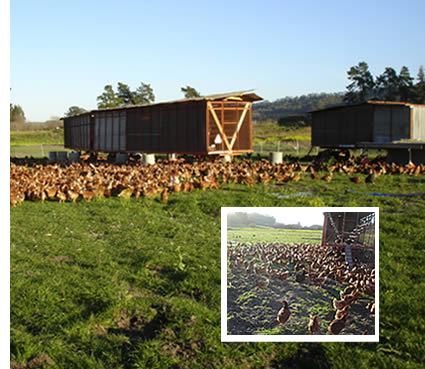 TLC Ranch chickens out on pasture