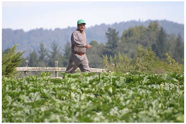Juan in the fields