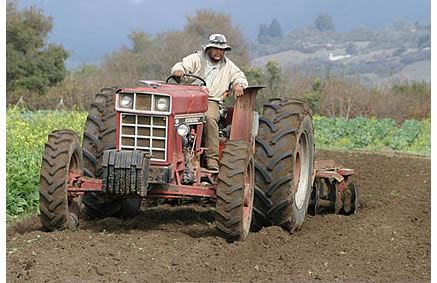 Juanillo busy plowing the fields for strawberry planting