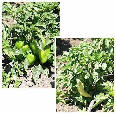 Bell peppers (still green) and our yellow Hungarian wax peppers