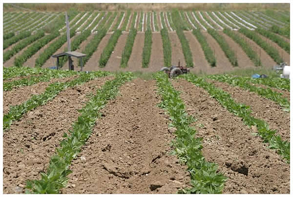 Newly cultivated field of green beans