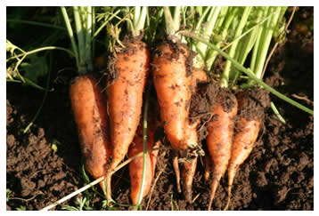 freshly dug carrots