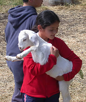 Young girl holding baby goat