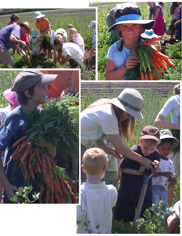 Kids digging carrots on Community Farm Day