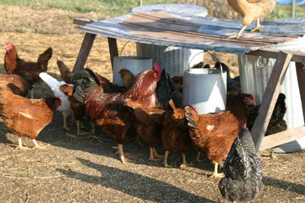 LEF chickens
