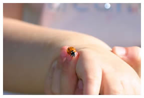 ladybug on child's hands
