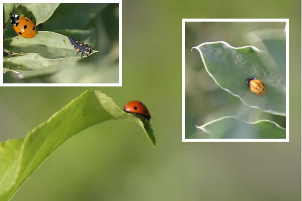 Ladybugs