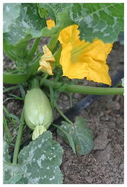 lebanese squash on the vine