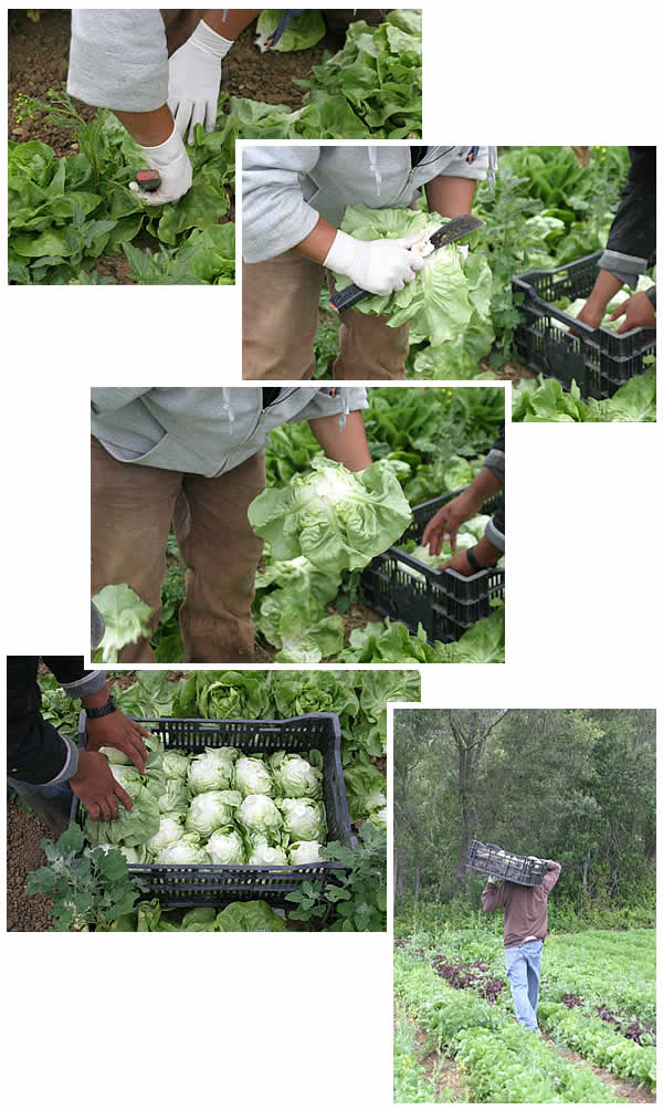 harvesting butter lettuce