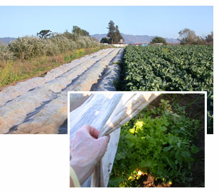 Lettuce Under Row Cover
