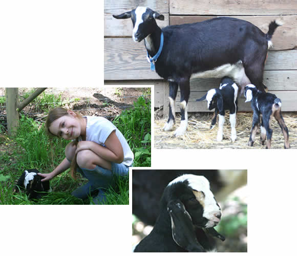 Goats on Summer Meadows Farm 2009