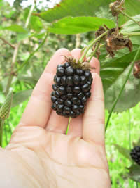 a truly massive blackberry!