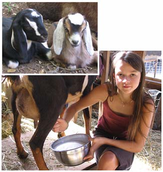 Meadow milking a goat