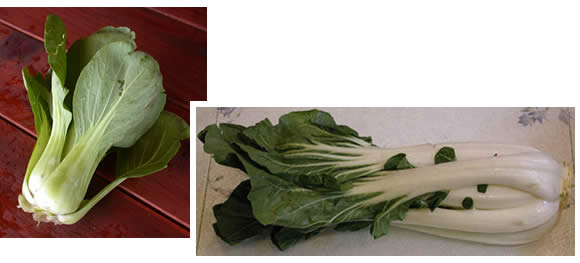 Mei qing choi and pak choi, compared side by side