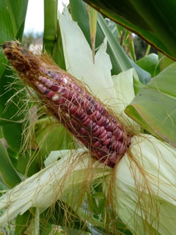 Mexican sweet corn