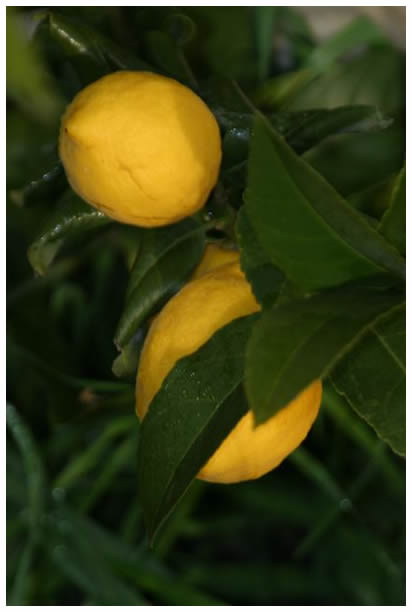Meyer lemons closeup
