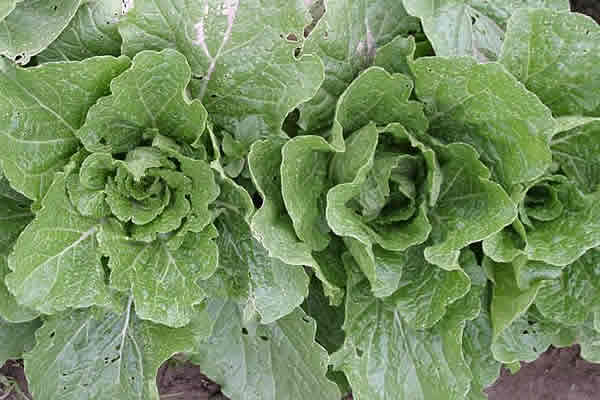 napa cabbage closeup