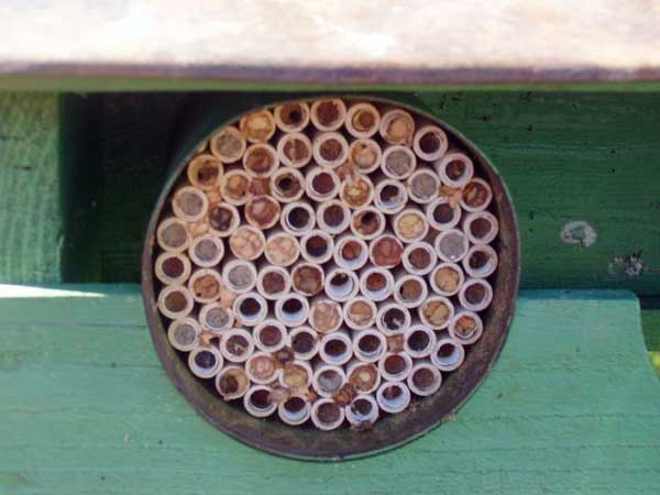 Native Bees Hive