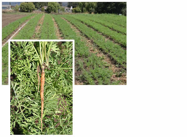 baby carrot and carrot field