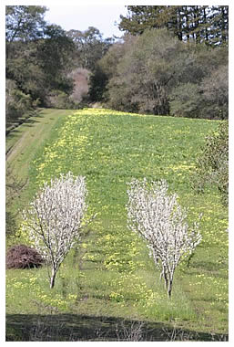 Hillside on LEF's new land.