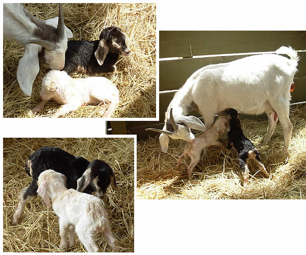 Newborn goats at the farm