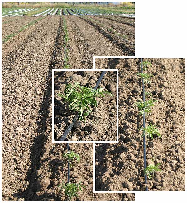 Newly planted tomato seedlings