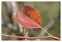 November leaf
