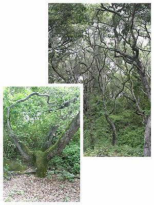 LEF's oak woodland