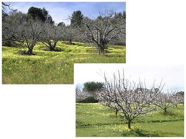Old apple trees and young apricot trees