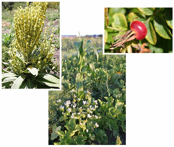 flower and weed diversity