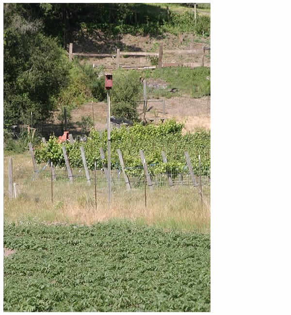 owl box in potato field