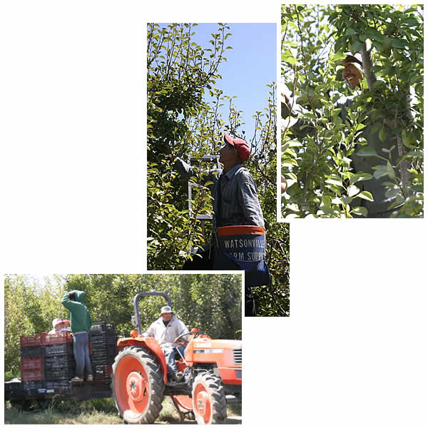 Pear harvest 1