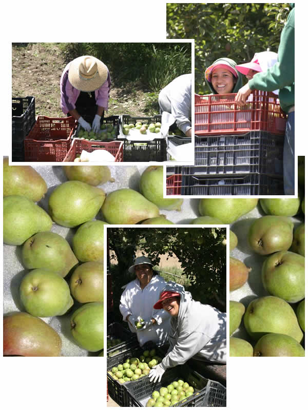 Pear harvest 2