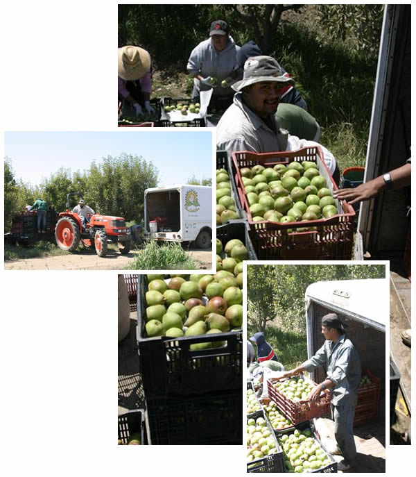 Pear harvest 3