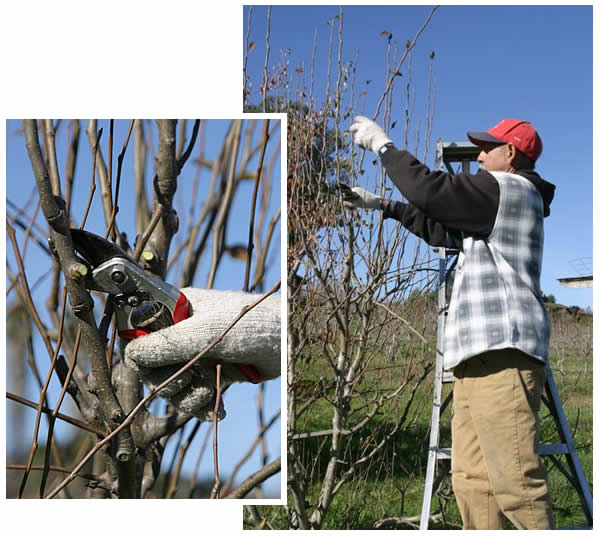 pear tree pruning