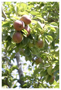 Warren Pears