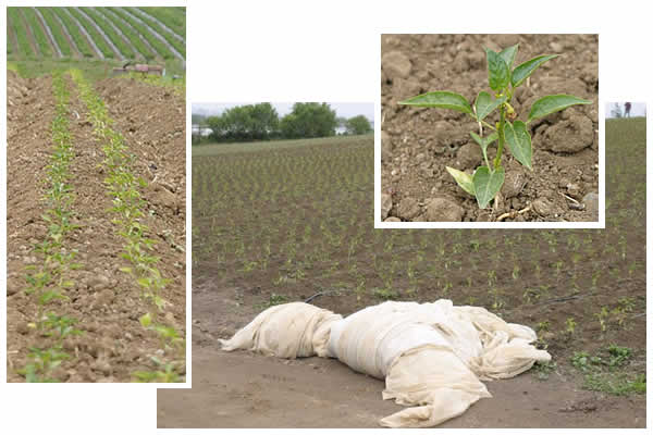 pepper plant seedlings