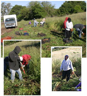Harvesting this week's carrots