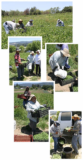 Workers picking green beans
